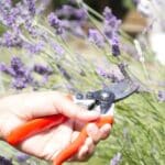 The 7 Best Plants to Prune in August 2024 for a Flourishing Yard.