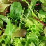 7 Surprising Fall Salad Crops to Sow in 2024. 7 Surprising Fall Salad Crops to Sow in 2024.