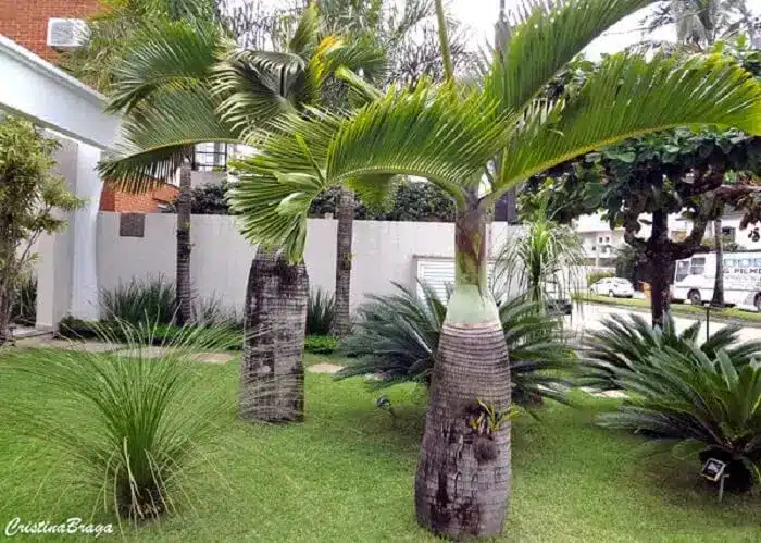Residential garden palms like the bottle palm provide unique beauty to the landscape. Source: Cristina Braga