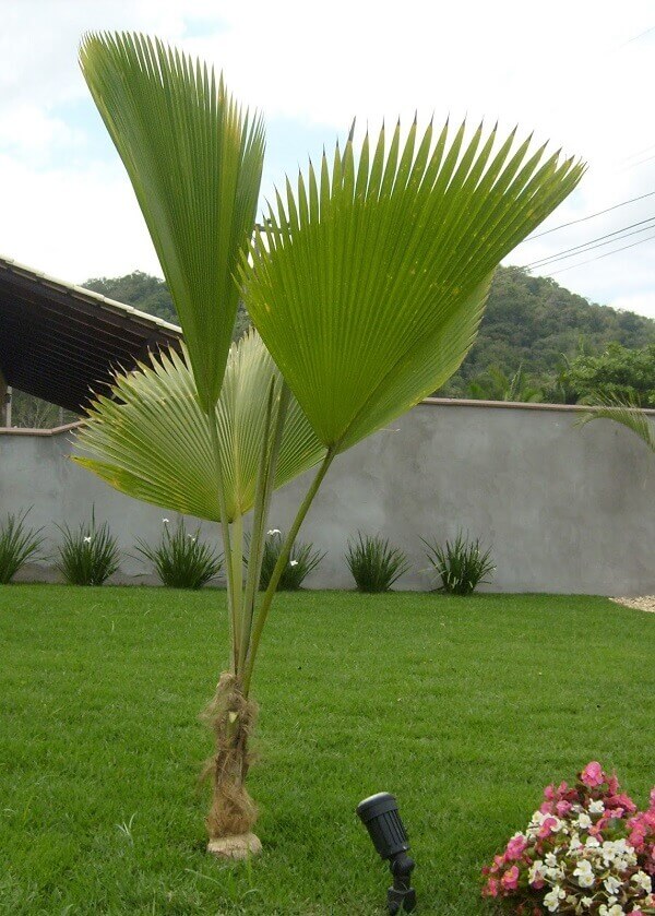 Transform Your Garden With 35 Stunning Palm Tree Varieties