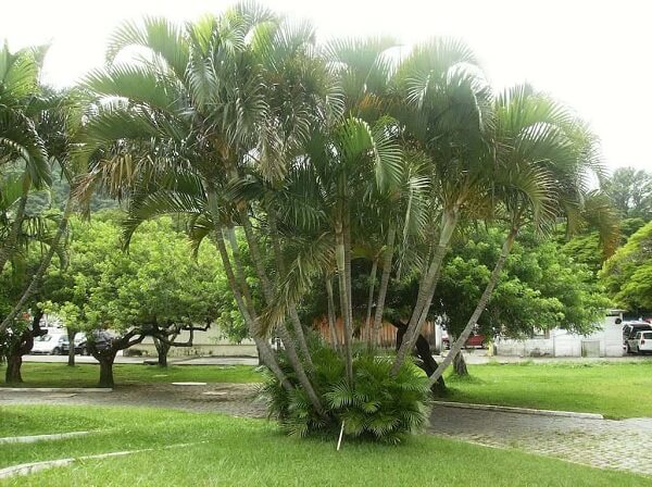 The Areca is one of the garden palms that can be planted in pots and grown indoors. Source: Total Construção