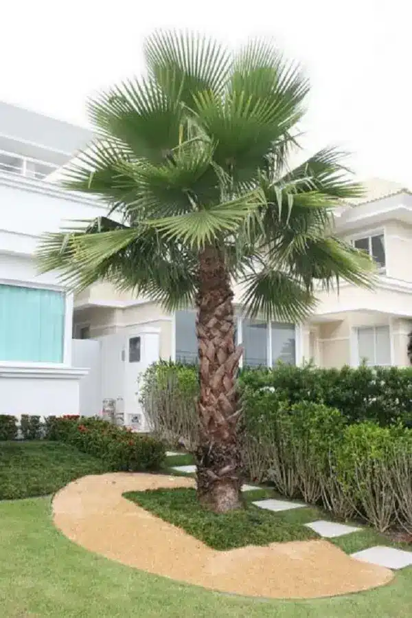 One of the residential garden palm types for sandy soil is the Washingtonia palm. Source: Casa e Construção