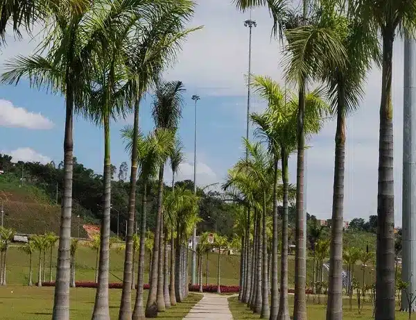 Among the palm types, the Imperial species requires full sun to develop. Source: Loja Sementes Caiçara