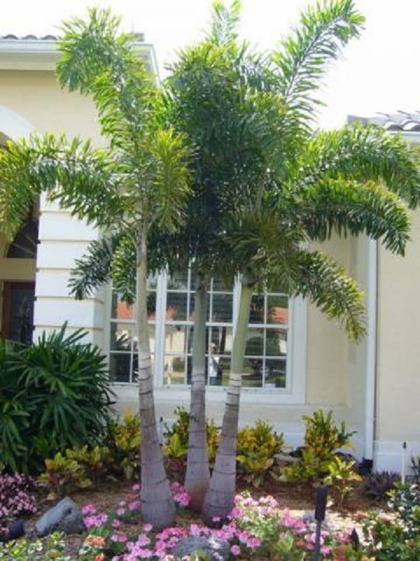 One of the most sought-after garden palms for its beauty and resilience is the Fox Tail palm. Source: Casa e Construção