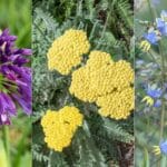 The Surprising 8 Fireproof Shrubs and Perennials for 2024.