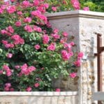 The Surprising Secrets of Creating Perfect 2024 Rose Hedges.