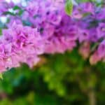 Bold Bougainvillea: Transformative 2024 Potted Tropicals.