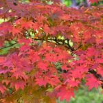 Caring for Your Japanese Maple in 2024: Surprising Secrets Revealed.