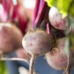 Beet Fertilizing Tricks for Astonishing 2024 Yields.