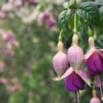 Discover the Secrets to Vibrant Fuchsias in 2024.