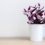 The Easiest Houseplant to Grow in 2024. Secrets Revealed.