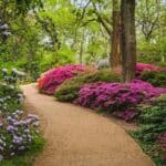 The 3 Most Surprising Azalea Care Secrets for Stunning 2024 Blooms.