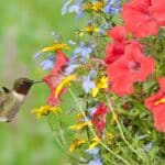 Attract Hummingbirds in 2024 with Surprising Hanging Basket Secrets.