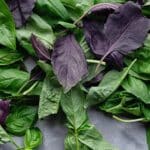 Revive Basil's Secrets. 5 Unexpected Basil Storage Hacks for 2024.