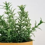 Dry Your Rosemary in 2024 for Surprising Herb Benefits.