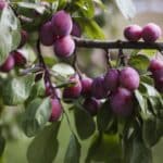 How to Get a Plum Tree Fruiting in 2024.