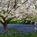 Grow Stunning Camassia in 2024 with These Secrets. Grow Stunning Camassia in 2024 with These Secrets.