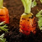 5 Surprising Secrets to Growing Carrots Indoors in 2024.