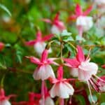 Grow Gorgeous Fuchsias in Pots - 2024 Secrets.