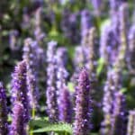 Attract Hummingbirds, Bees & Butterflies in 2024. The Secrets of Native Hummingbird Mint.