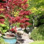 Grow Japanese Maples in Pots for Stunning 2024 Gardens.
