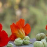 Harvest Nasturtium Seeds in 2024 for Unexpected Transformations. Save & Grow More.