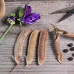 Harvest Sweet Pea Seeds in 2024 for Unexpected Transformations. Discover Now!
