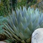 Grow Stunning Agaves in 2024 - Secrets to Thriving Succulents.