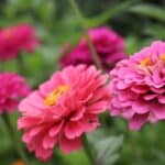 Grow Zinnias in 2024 with 3 Easy Steps. Unexpected Bloom Secrets.