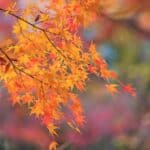 Revive Aged Japanese Maples in 2024. Unexpected Transformations.