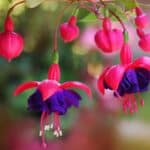 Bloom Brilliant Fuchsias in 2024. Secrets to Effortless Propagation.