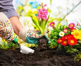 Gardening: 10 basic tools to take care of your garden