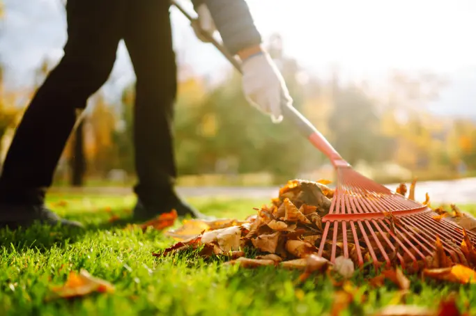 A rake or rake is ideal for collecting dry leaves