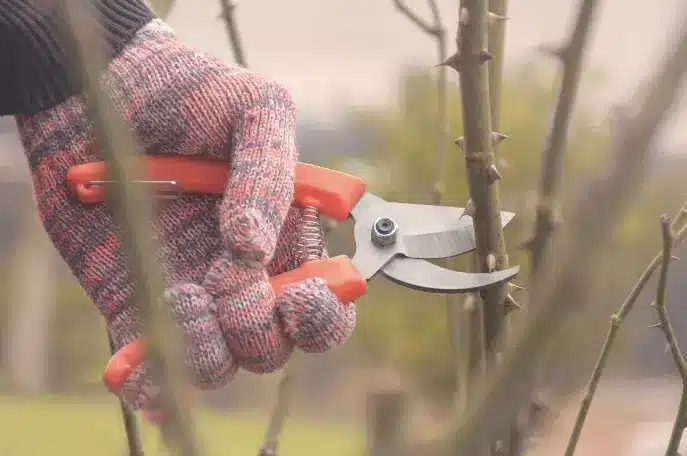 Pruning shears need regular maintenance to ensure durability