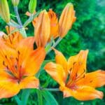 Deadheading Lilies in 2024: Unexpected Revelations from a Pro Gardener. Deadheading Lilies in 2024: Unexpected Revelations from a Pro Gardener.