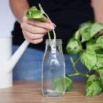 Grow Houseplants Fast. Secrets Revealed in 2024.