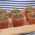 Propagate These 7 Summer Cuttings in August 2024. Discover the Secrets.
