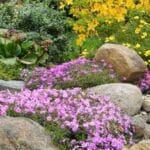 Grow 10 Best Rock Garden Plants in 2024.