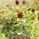 5 Secrets to Sunflower Success in 2024.