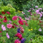 The Secrets to Growing Cosmos in 2024. The Secrets to Growing Cosmos in 2024.