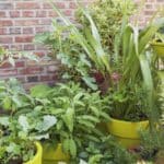 5 Perennial Veggies to Grow in Pots for 2024 Harvests. 5 Perennial Veggies to Grow in Pots for 2024 Harvests.