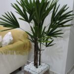 tipos-de-palmeiras-35-especies-decorar-jardim