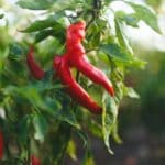 The Surprising 2024 Secrets to Thriving Chilli Plants. Grow Your Best Harvest Yet!