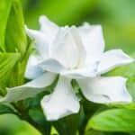 2024 Gardenia Secrets: Why Leaves Turn Yellow and How to Fix It. 2024 Gardenia Secrets: Why Leaves Turn Yellow and How to Fix It.