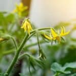 Boost Your Tomato Harvest in 2024 with These 5 Secrets.