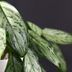 Why Your Chinese Evergreen Leaves Turn Yellow in 2024. Why Your Chinese Evergreen Leaves Turn Yellow in 2024.