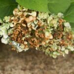 Hydrangea Woes in 2024: 5 Surprising Secrets to Lush Blooms. Hydrangea Woes in 2024: 5 Surprising Secrets to Lush Blooms.