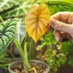 Reviving Your Indoor Alocasia: [CURRENT TREND] Secrets for [YEAR] 2024.