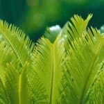 4 Surprising Sago Palm Solutions for Lush Growth in 2024.