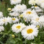 Discover 10 Shasta Daisy Secrets for Your 2024 Garden. Discover 10 Surprising Shasta Daisy Varieties for 2024.